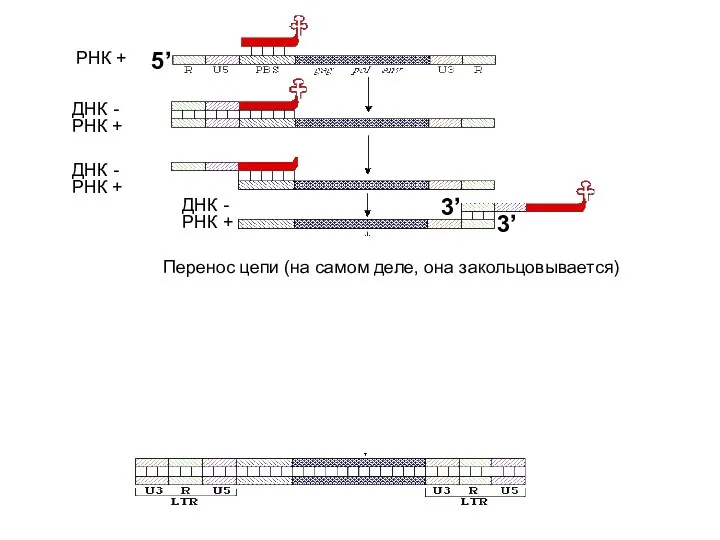 РНК + РНК + ДНК - РНК + ДНК -