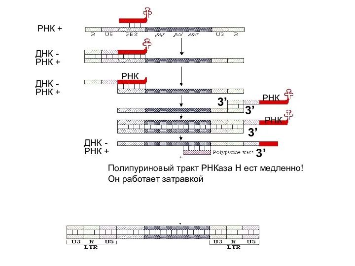 РНК + РНК + ДНК - РНК + ДНК -