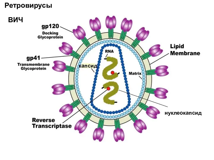 Ретровирусы ВИЧ нуклеокапсид капсид
