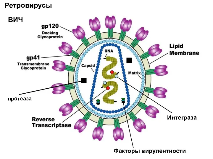Ретровирусы ВИЧ Интеграза Факторы вирулентности протеаза