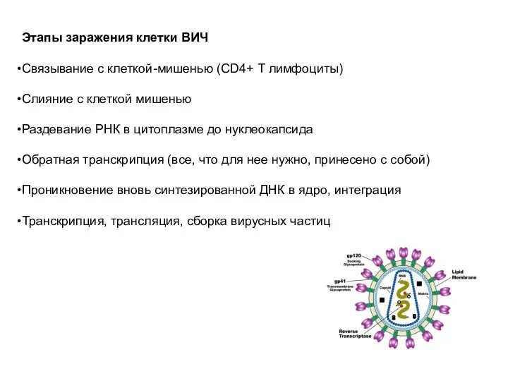 Этапы заражения клетки ВИЧ Связывание с клеткой-мишенью (CD4+ Т лимфоциты)