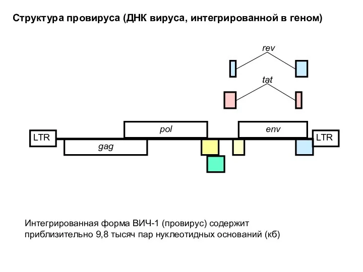 LTR gag pol env LTR tat rev Структура провируса (ДНК