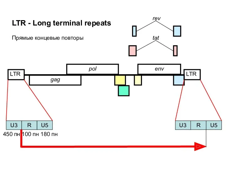 LTR gag pol env LTR tat rev Прямые концевые повторы