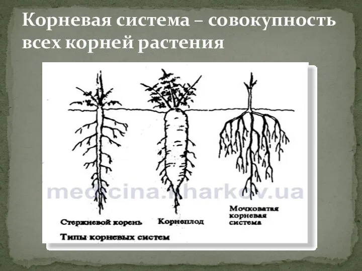 Корневая система – совокупность всех корней растения