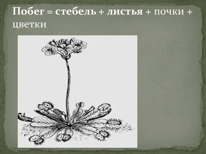 Побег = стебель + листья + почки + цветки