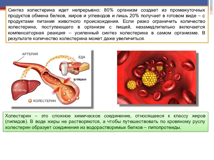 Синтез холестерина идет непрерывно: 80% организм создает из промежуточных продуктов