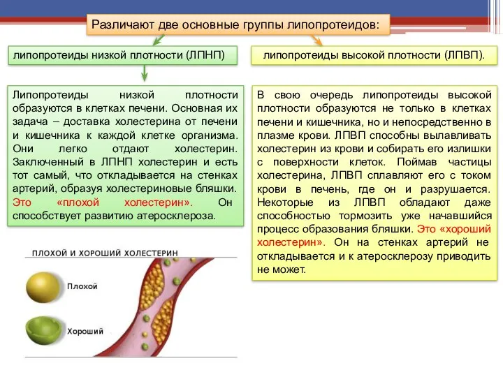 Различают две основные группы липопротеидов: липопротеиды низкой плотности (ЛПНП) липопротеиды