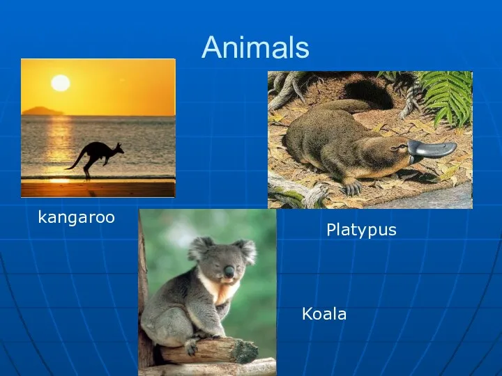 Animals kangaroo Platypus Koala