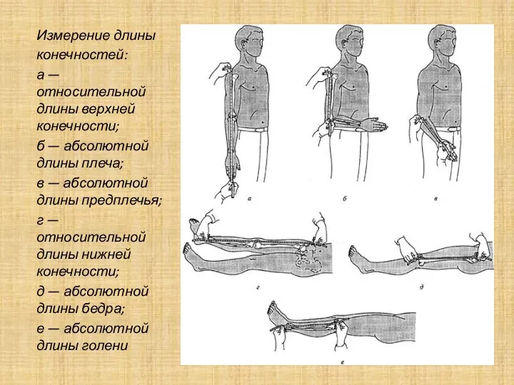 Измерение длины конечностей: а — относительной длины верхней конечности; б