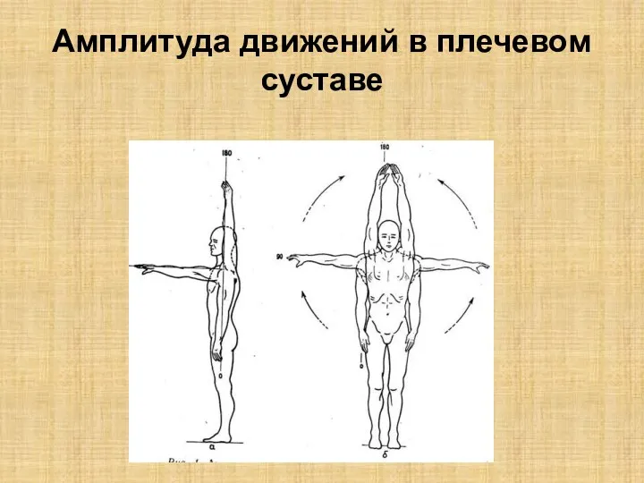 Амплитуда движений в плечевом суставе