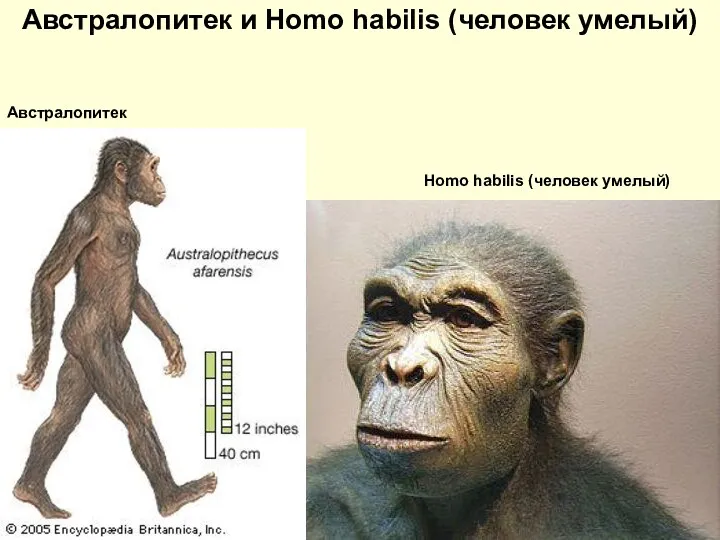 Австралопитек и Homo habilis (человек умелый) Homo habilis (человек умелый) Австралопитек