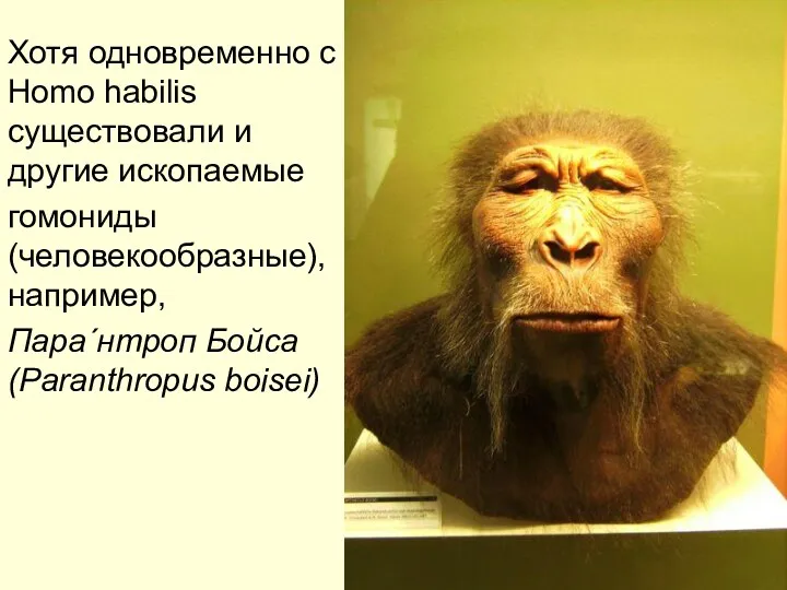 Хотя одновременно с Homo habilis существовали и другие ископаемые гомониды (человекообразные), например, Параˊнтроп Бойса (Paranthropus boisei)