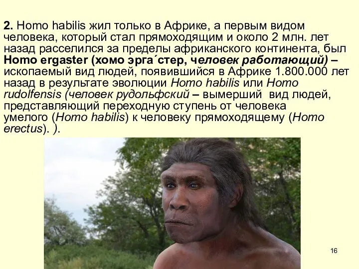 2. Homo habilis жил только в Африке, а первым видом