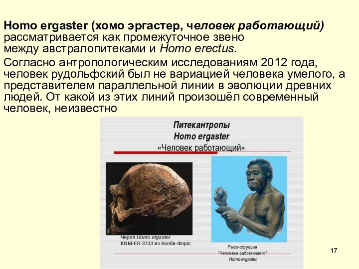 Homo ergaster (хомо эргастер, человек работающий) рассматривается как промежуточное звено