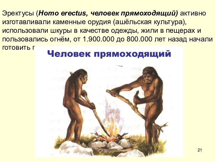 Эректусы (Homo erectus, человек прямоходящий) активно изготавливали каменные орудия (ашёльская