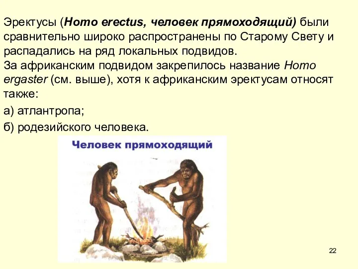 Эректусы (Homo erectus, человек прямоходящий) были сравнительно широко распространены по