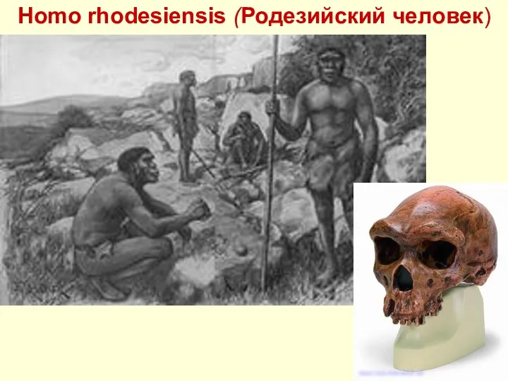 Homo rhodesiensis (Родезийский человек)