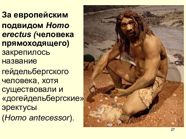 За европейским подвидом Homo erectus (человека прямоходящего) закрепилось название гейдельбергского