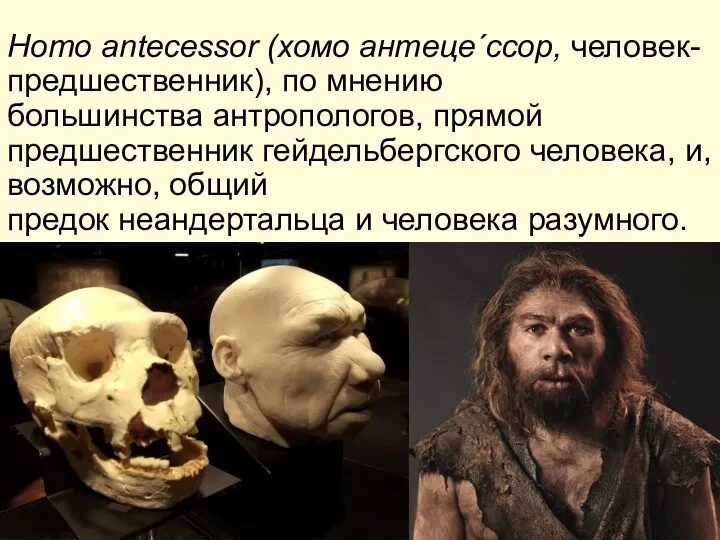 Homo antecessor (хомо антецеˊссор, человек-предшественник), по мнению большинства антропологов, прямой