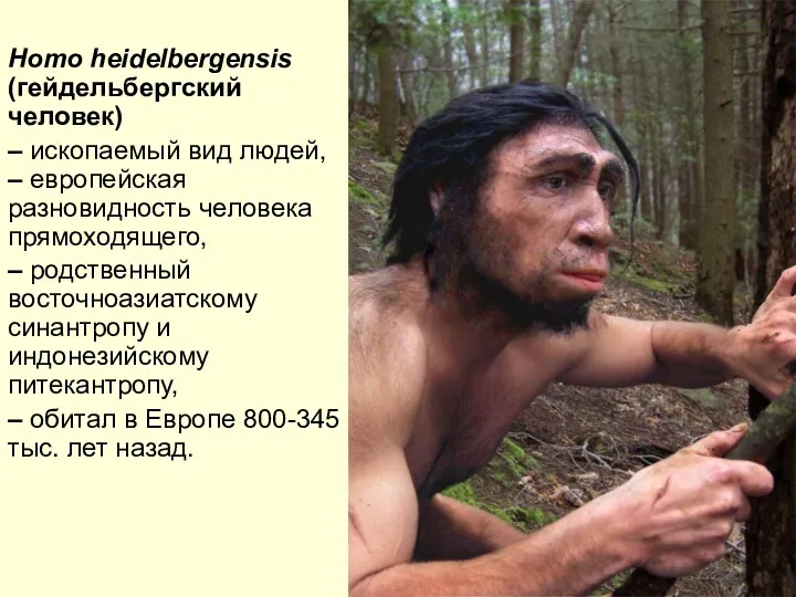 Homo heidelbergensis (гейдельбергский человек) – ископаемый вид людей, – европейская