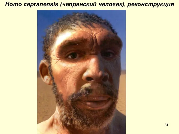 Homo cepranensis (чепранский человек), реконструкция