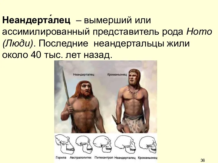 Неандерта́лец – вымерший или ассимилированный представитель рода Homo (Люди). Последние