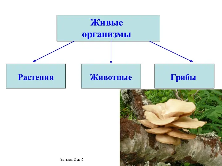 Живые организмы Растения Животные Грибы Запись 2 из 5