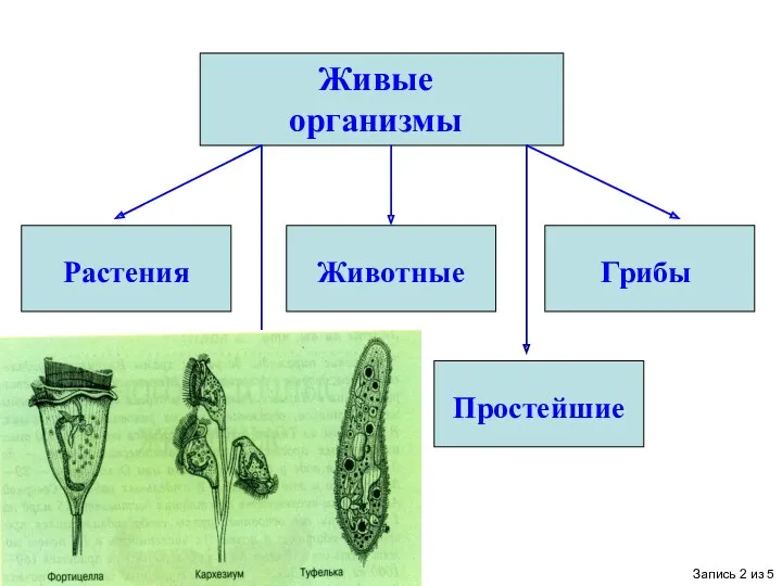 Живые организмы Растения Животные Грибы Бактерии Простейшие Запись 2 из 5