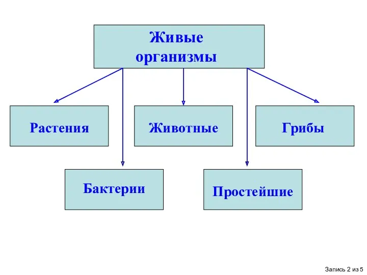 Живые организмы Растения Животные Грибы Бактерии Простейшие Запись 2 из 5