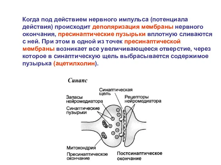 Когда под действием нервного импульса (потенциала действия) происходит деполяризация мембраны