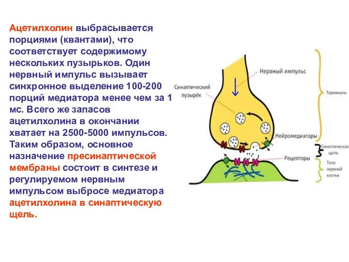 Ацетилхолин выбрасывается порциями (квантами), что соответствует содержимому нескольких пузырьков. Один