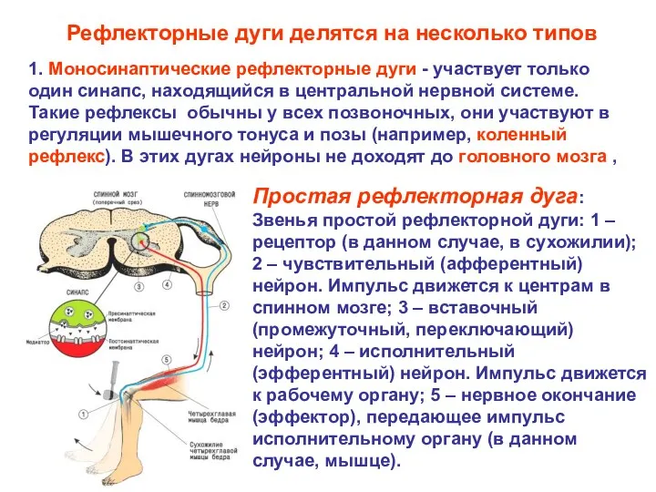 Рефлекторные дуги делятся на несколько типов 1. Моносинаптические рефлекторные дуги