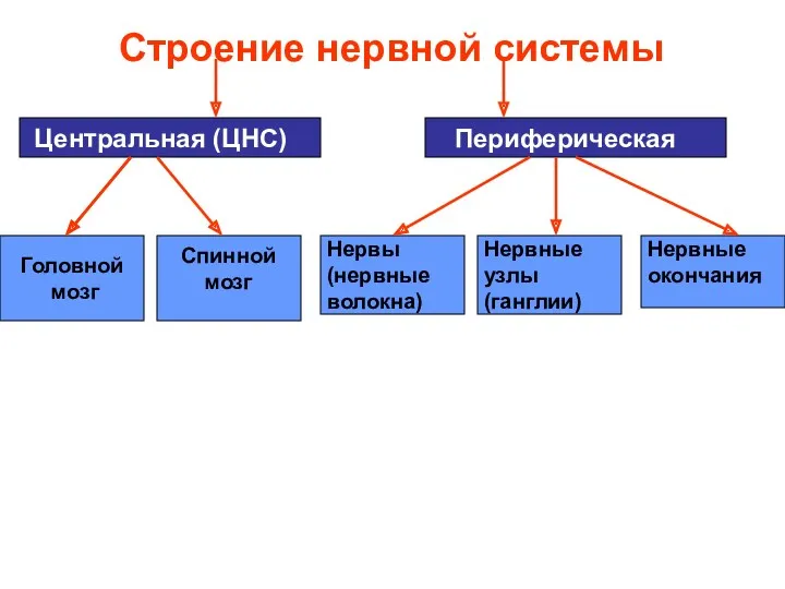 Строение нервной системы Центральная (ЦНС) Периферическая Головной мозг Спинной мозг