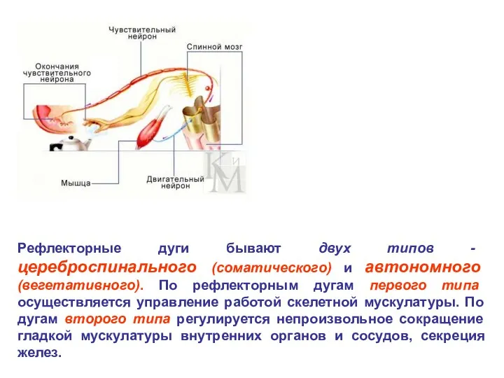 Рефлекторные дуги бывают двух типов - цереброспинального (соматического) и автономного