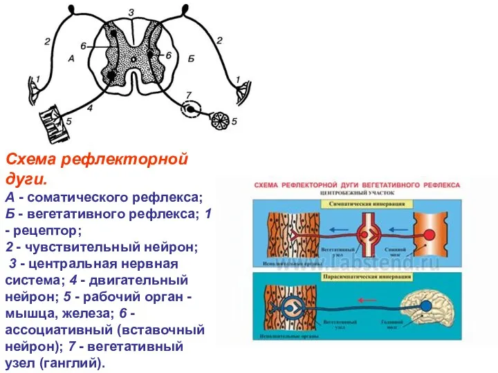 Схема рефлекторной дуги. А - соматического рефлекса; Б - вегетативного