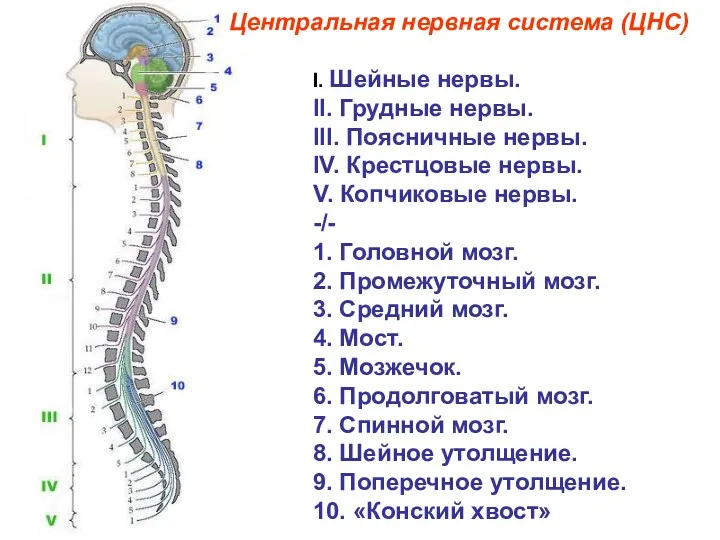 I. Шейные нервы. II. Грудные нервы. III. Поясничные нервы. IV.