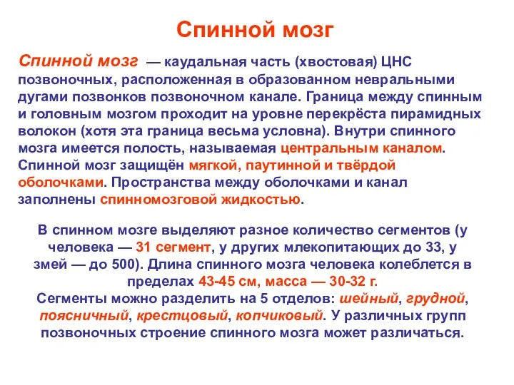 Спинной мозг — каудальная часть (хвостовая) ЦНС позвоночных, расположенная в