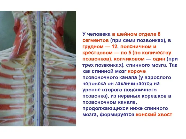 У человека в шейном отделе 8 сегментов (при семи позвонках),