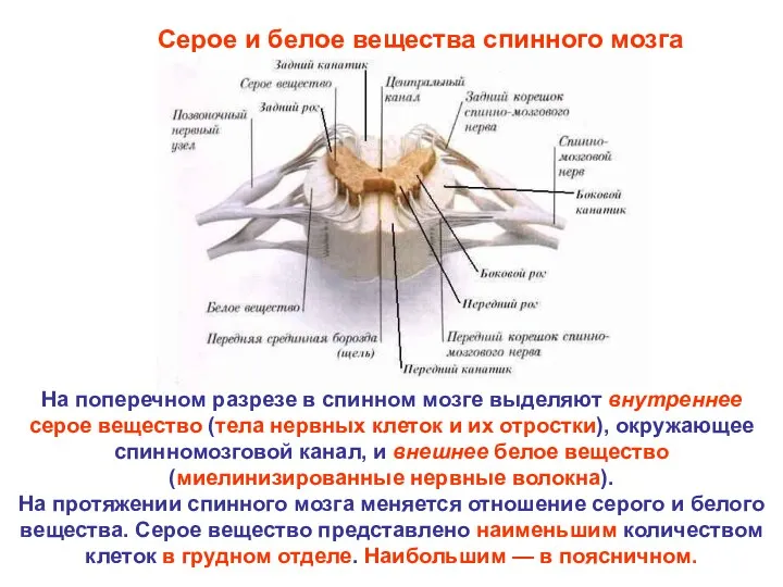 На поперечном разрезе в спинном мозге выделяют внутреннее серое вещество