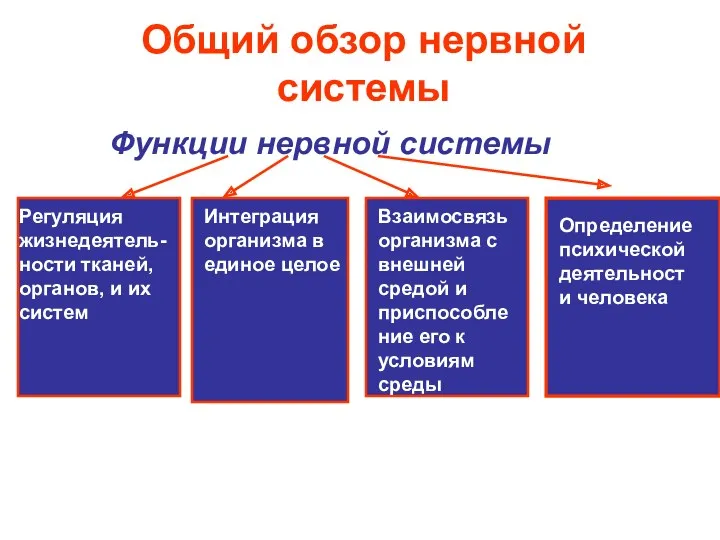 Общий обзор нервной системы Функции нервной системы Регуляция жизнедеятель-ности тканей,