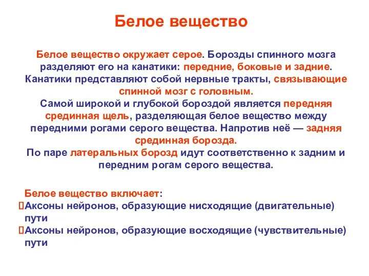 Белое вещество окружает серое. Борозды спинного мозга разделяют его на