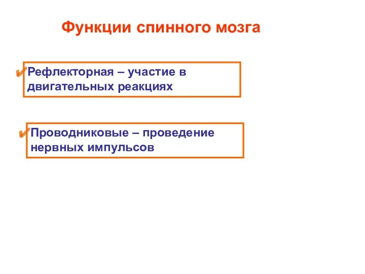 Функции спинного мозга Рефлекторная – участие в двигательных реакциях Проводниковые – проведение нервных импульсов