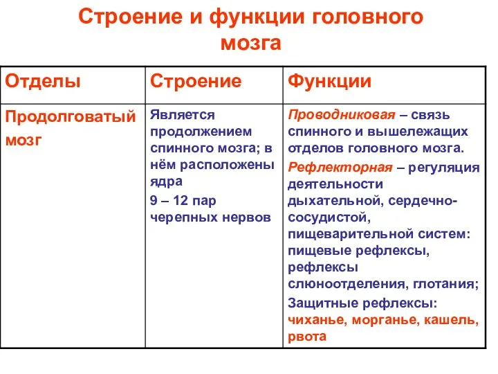 Строение и функции головного мозга