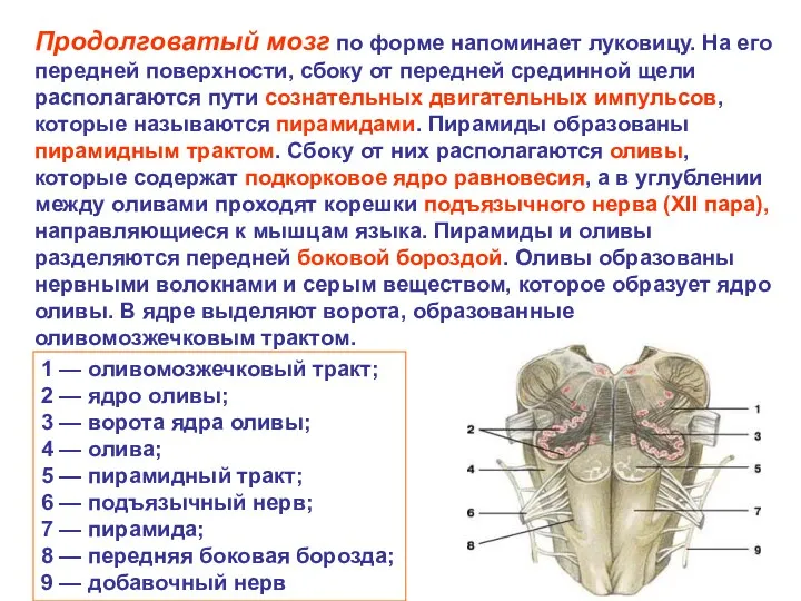 Продолговатый мозг по форме напоминает луковицу. На его передней поверхности,