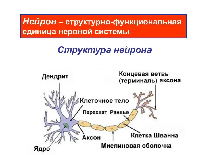 Нейрон – структурно-функциональная единица нервной системы Структура нейрона