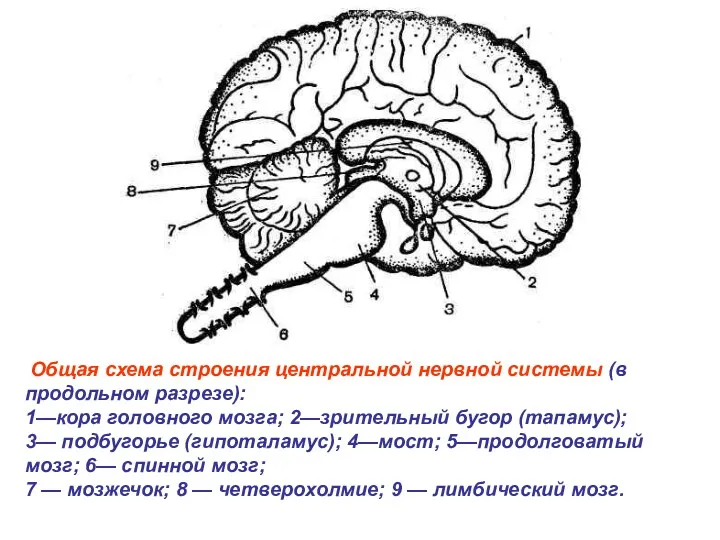 Общая схема строения центральной нервной системы (в продольном разрезе): 1—кора