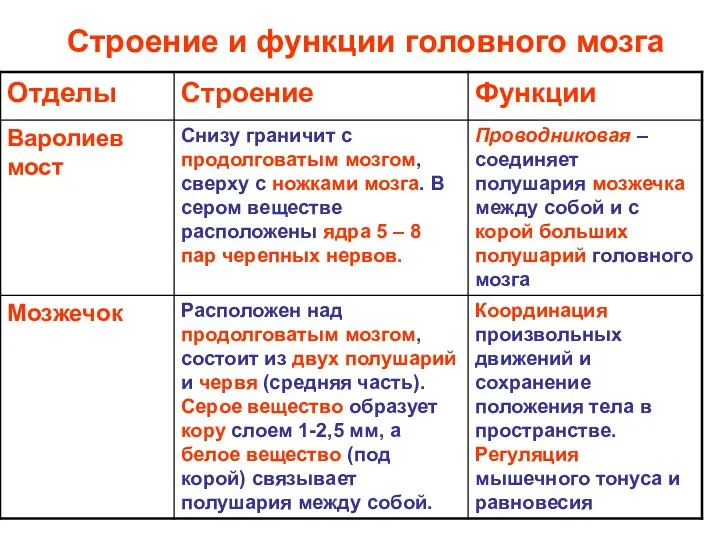 Строение и функции головного мозга