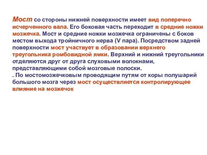 Мост со стороны нижней поверхности имеет вид поперечно исчерченного вала.