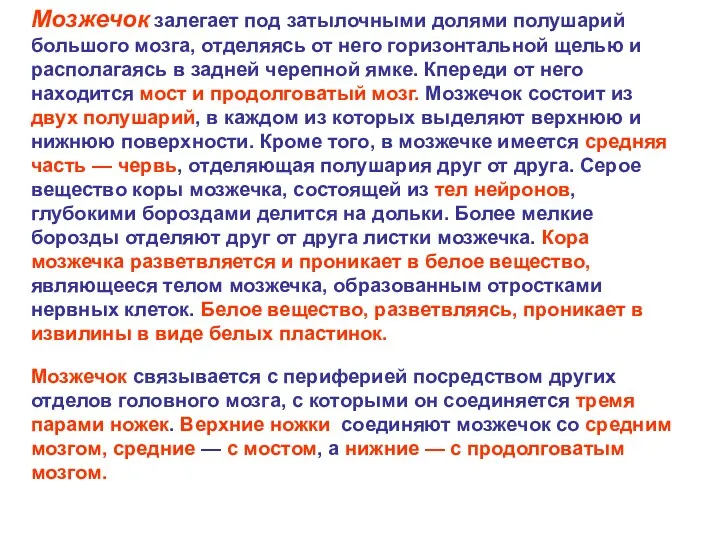 Мозжечок залегает под затылочными долями полушарий большого мозга, отделяясь от