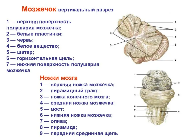 Мозжечок вертикальный разрез 1 — верхняя поверхность полушария мозжечка; 2